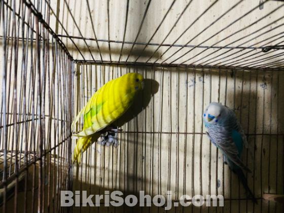 Budgerigar master pair